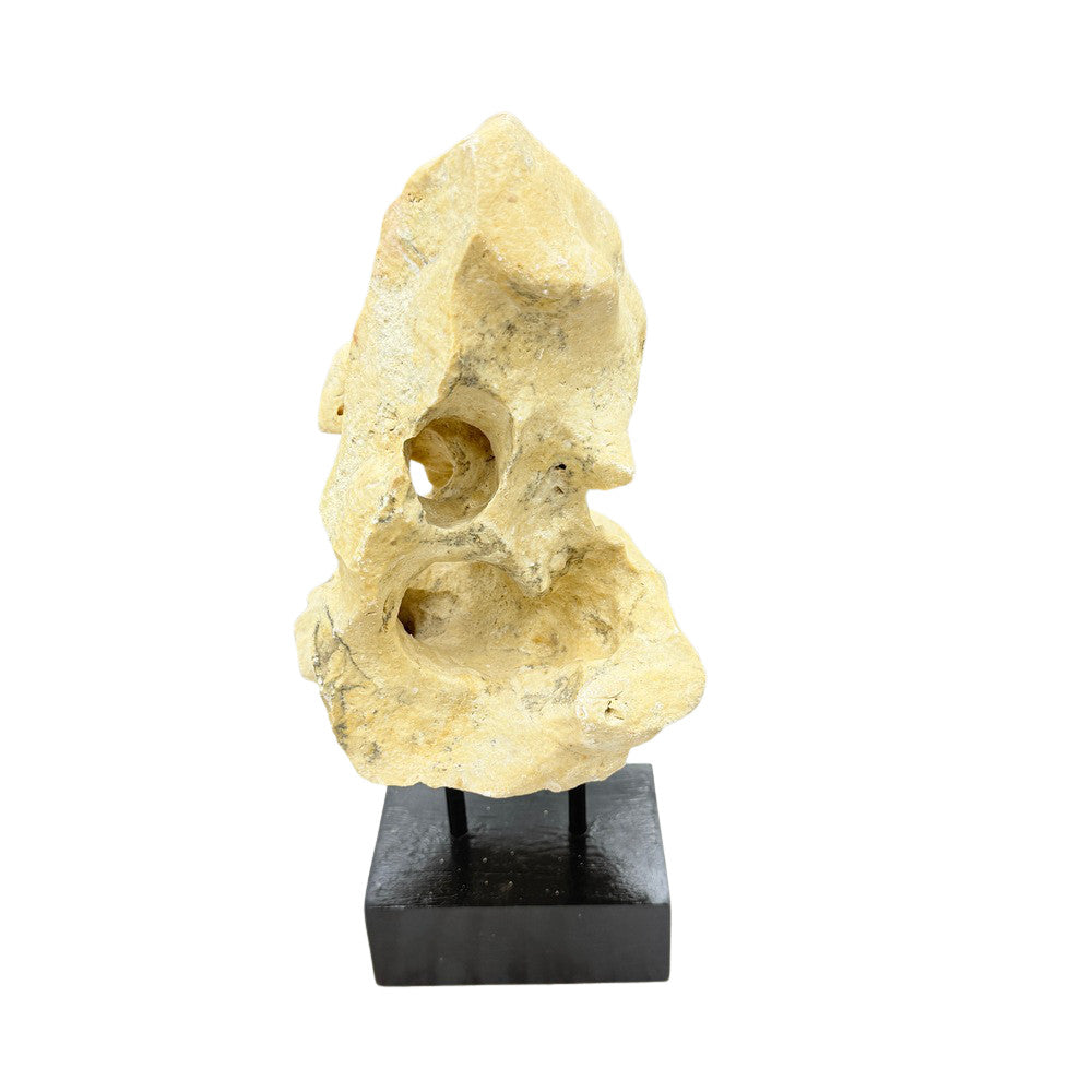 Indonesian Coral Stone On Teak Stand - Berbere Imports