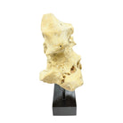 Indonesian Coral Stone On Teak Stand - Berbere Imports