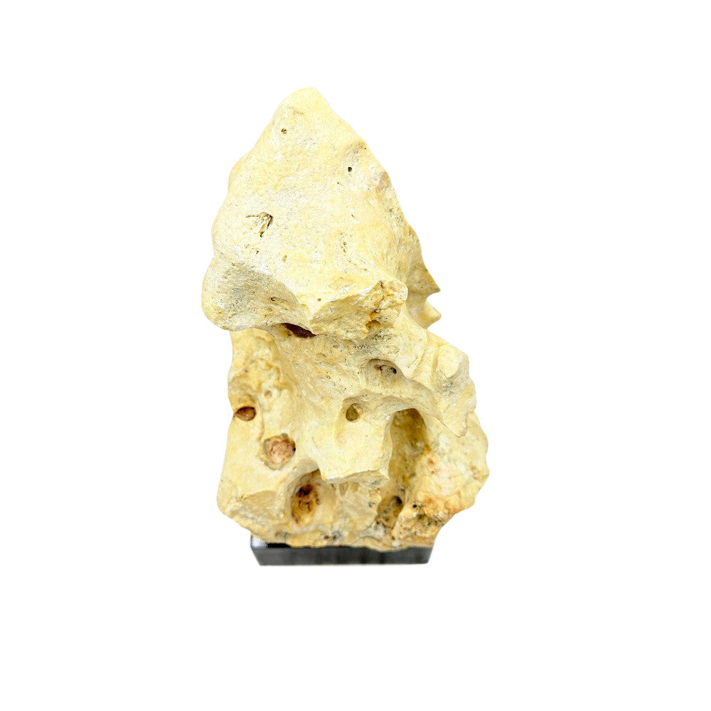 Indonesian Coral Stone On Teak Stand - Berbere Imports