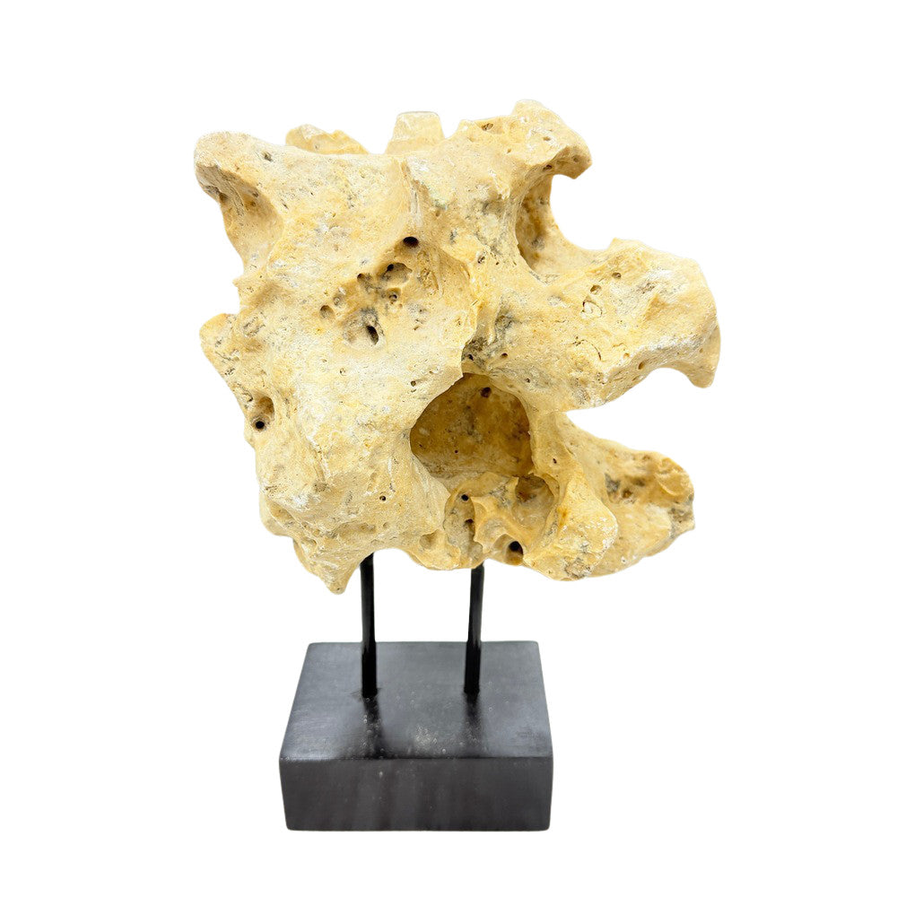 Indonesian Coral Stone On Teak Stand - Berbere Imports