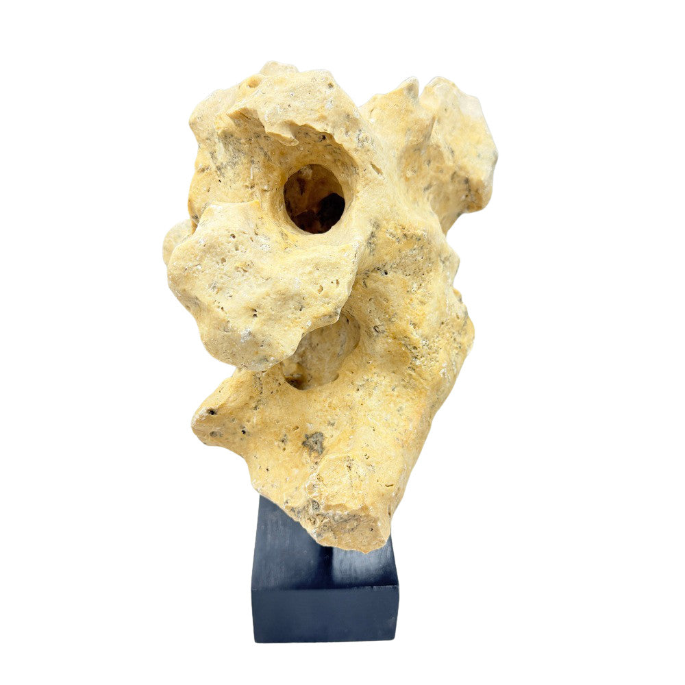 Indonesian Coral On Teak Stand - Berbere Imports