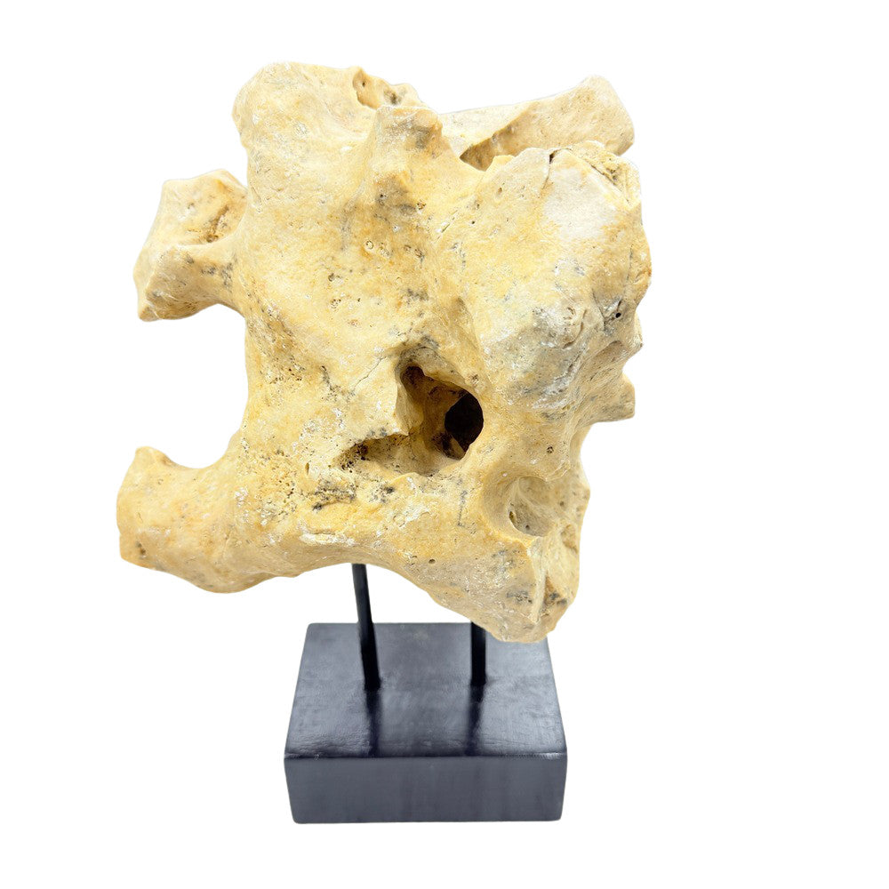 Indonesian Coral Stone On Teak Stand - Berbere Imports