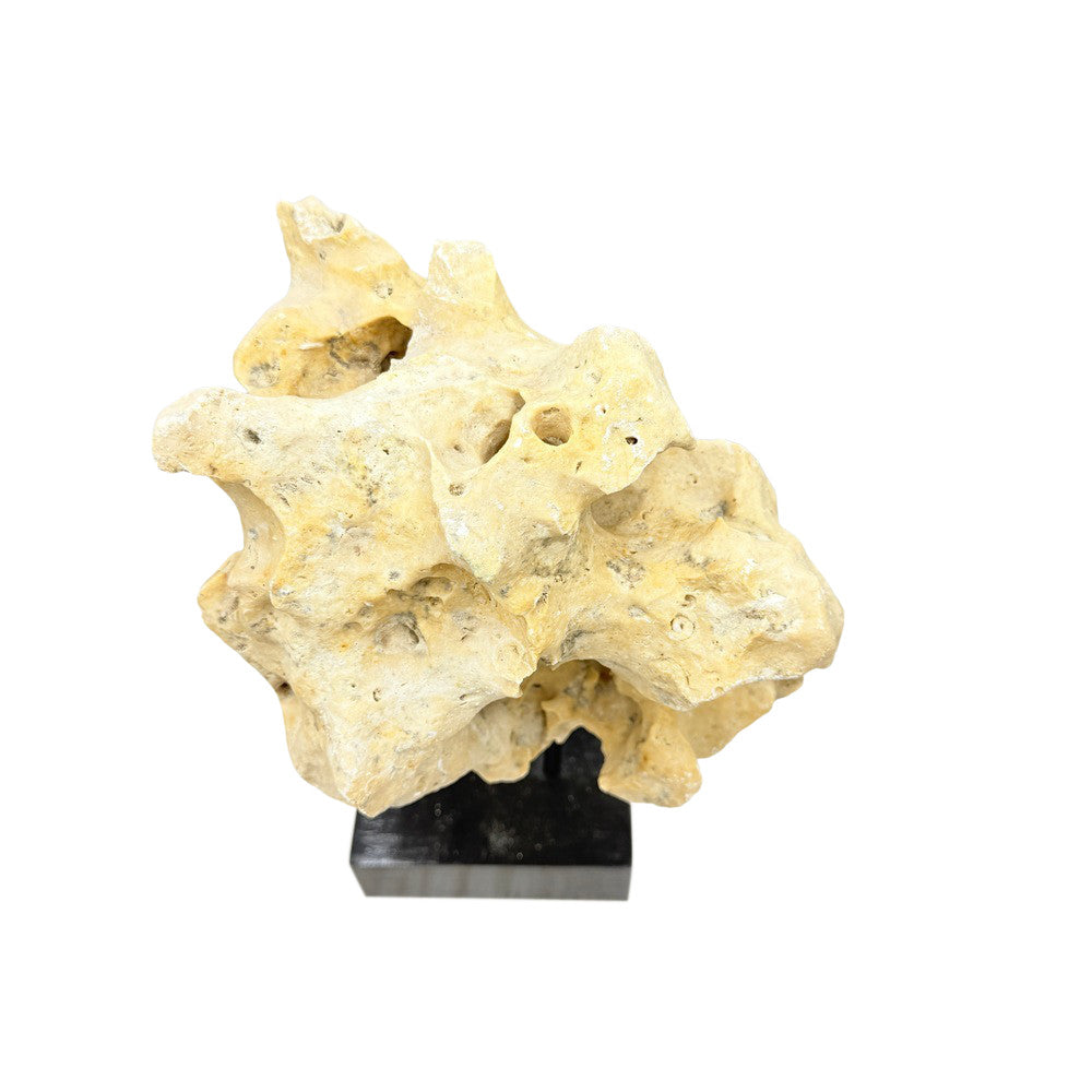 Indonesian Coral Stone On Teak Stand - Berbere Imports