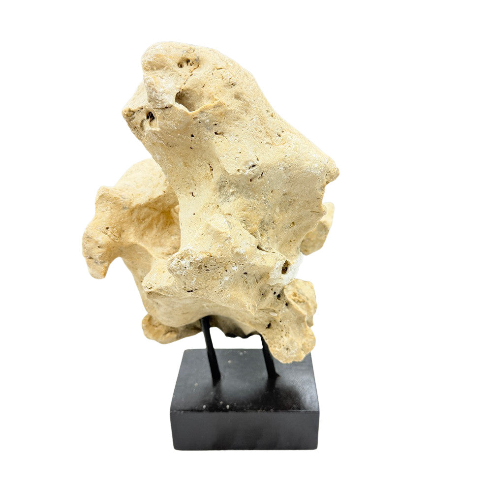 Indonesian Coral On Teak Stand - Berbere Imports