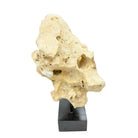 Indonesian Coral Stone On Teak Stand - Berbere Imports