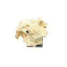 Indonesian Coral On Teak Stand - Berbere Imports