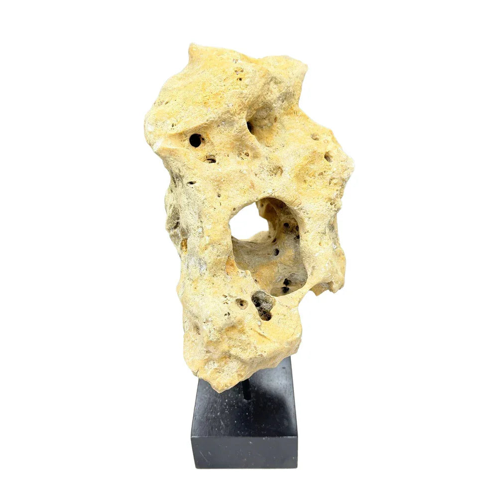 Indonesian Coral Stone On Teak Stand - Berbere Imports