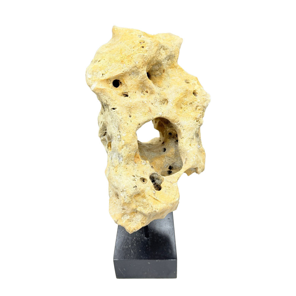 Indonesian Coral On Teak Stand - Berbere Imports