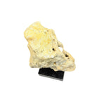 Indonesian Coral Stone On Teak Stand - Berbere Imports