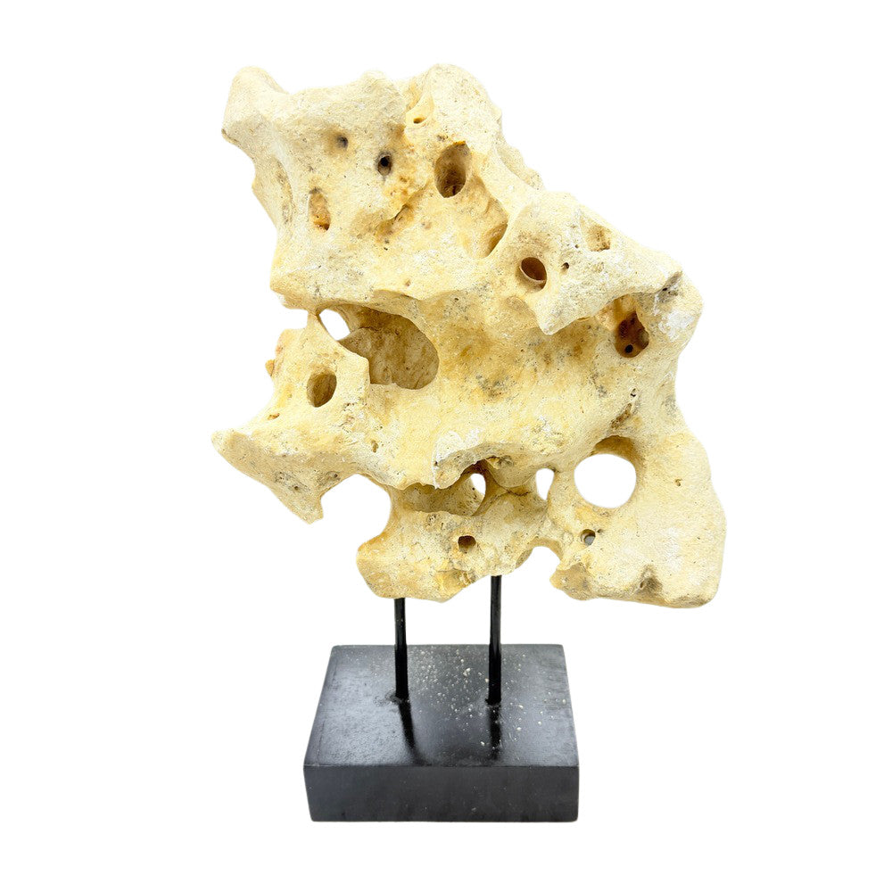 Indonesian Coral On Teak Stand - Berbere Imports