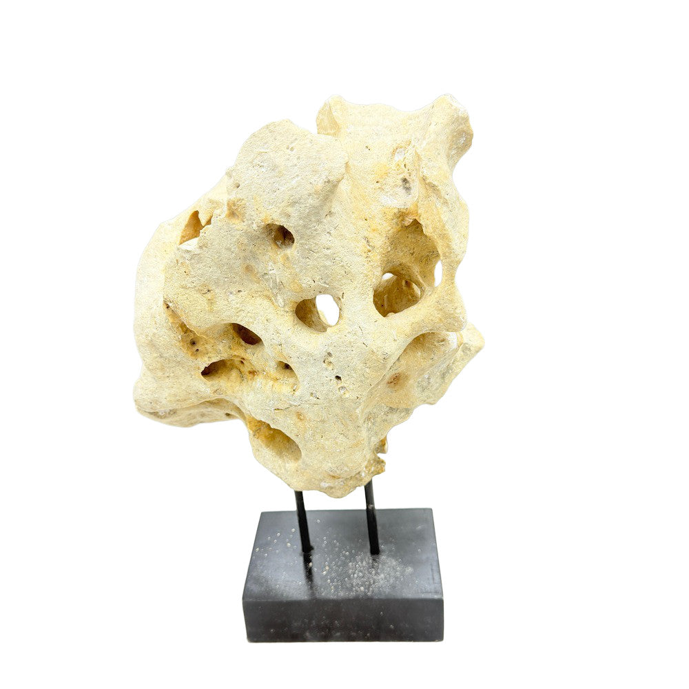 Indonesian Coral Stone On Teak Stand - Berbere Imports