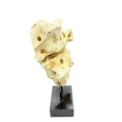 Indonesian Coral On Teak Stand - Berbere Imports