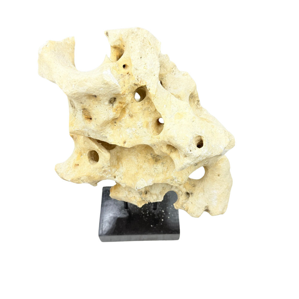 Indonesian Coral Stone On Teak Stand - Berbere Imports