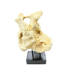 Indonesian Coral Stone On Teak Stand - Berbere Imports