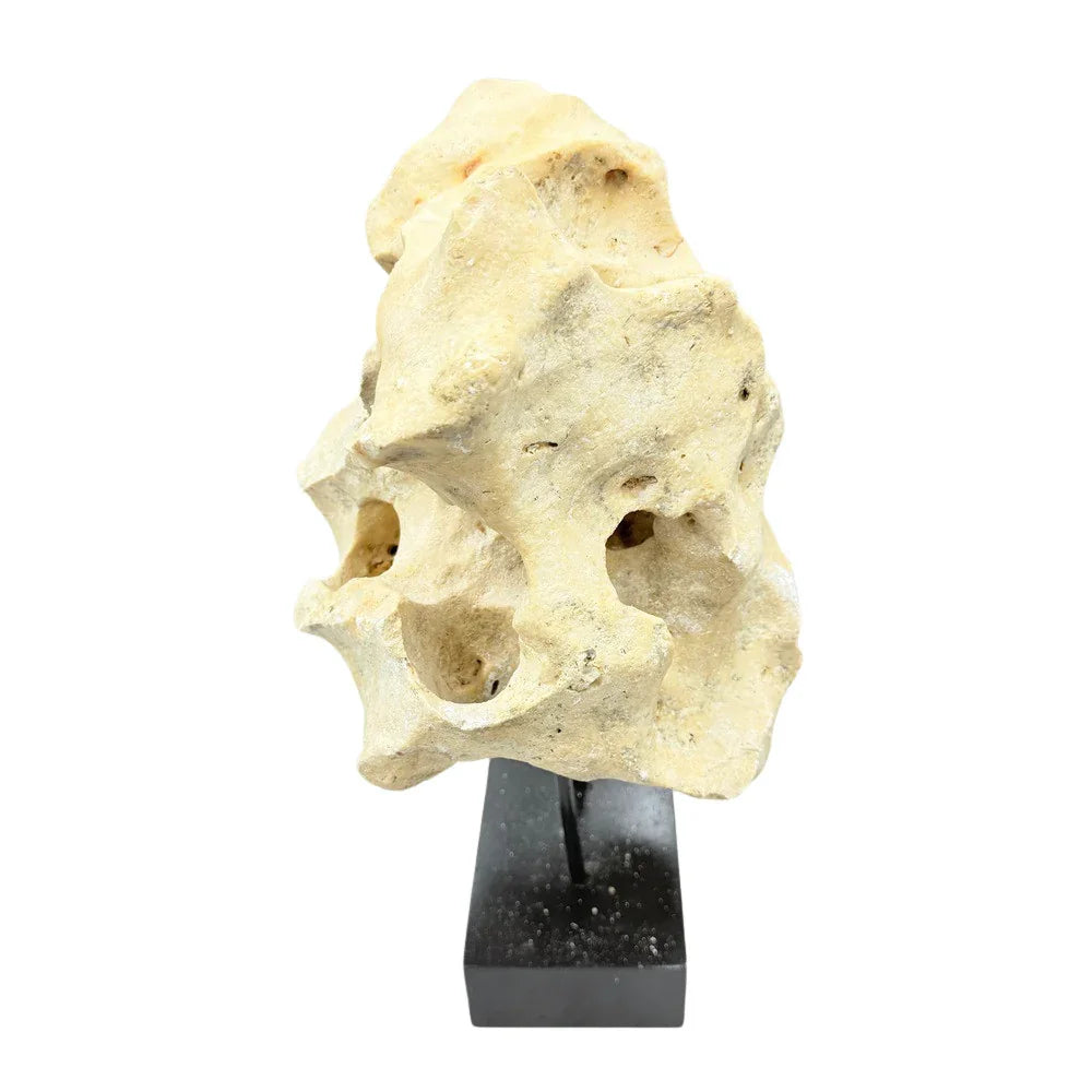 Indonesian Coral Stone On Teak Stand - Berbere Imports