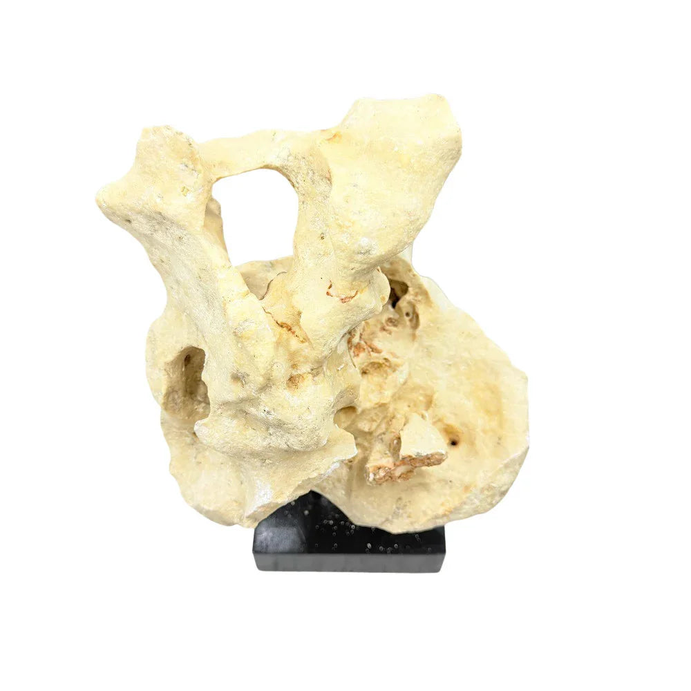 Indonesian Coral Stone On Teak Stand - Berbere Imports