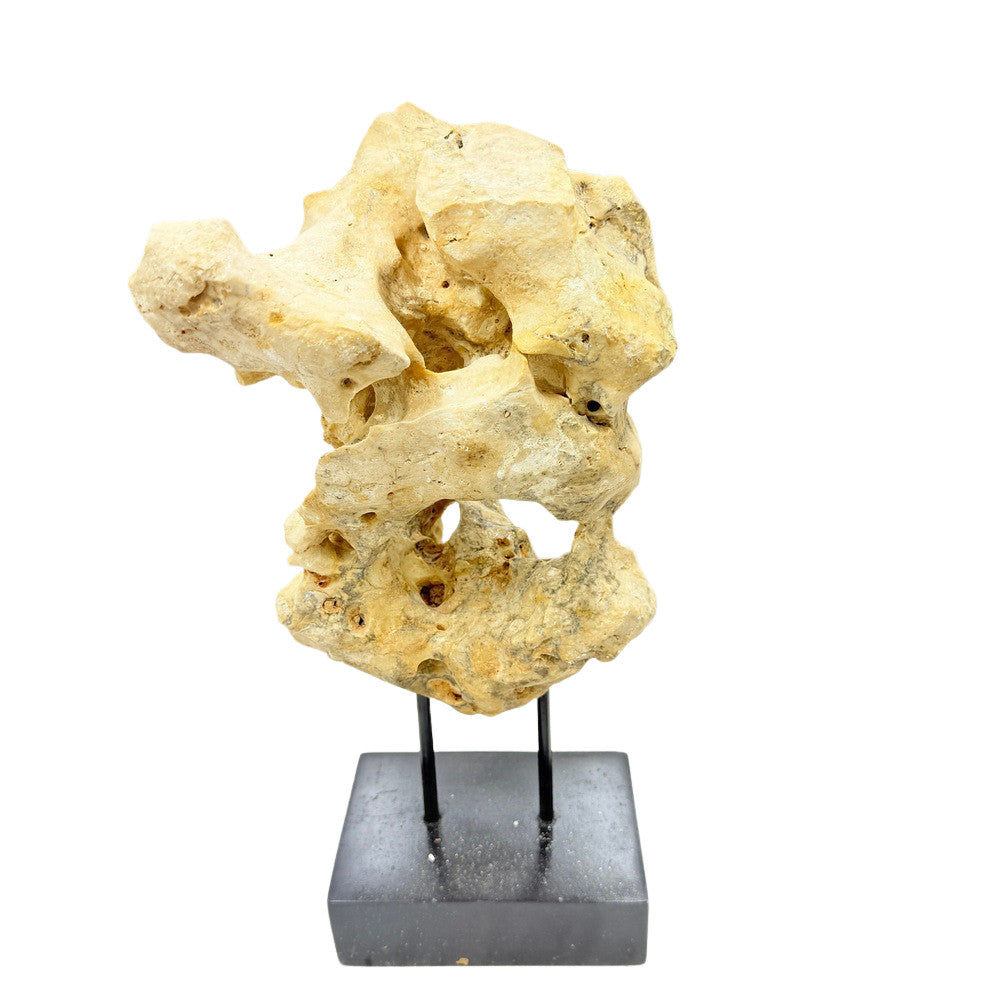 Indonesian Coral Stone On Teak Stand - Berbere Imports