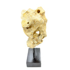 Indonesian Coral On Teak Stand - Berbere Imports