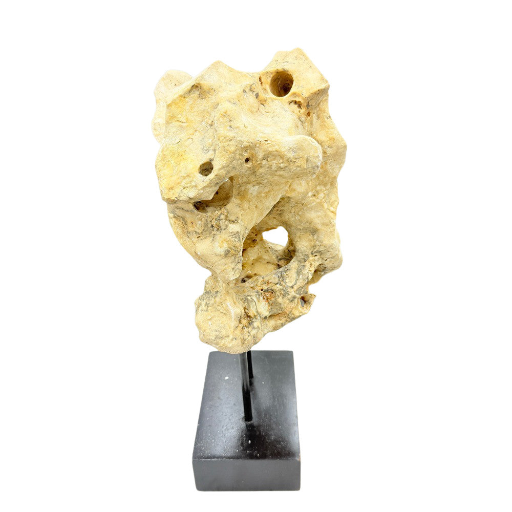 Indonesian Coral Stone On Teak Stand - Berbere Imports