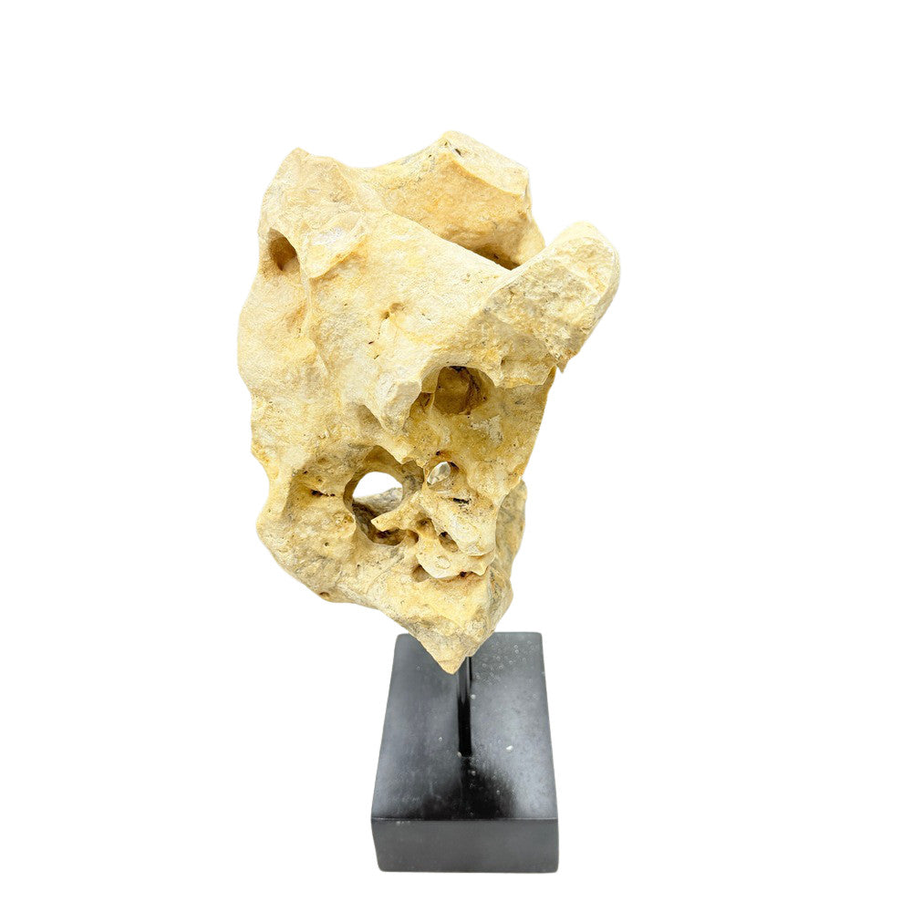 Indonesian Coral On Teak Stand - Berbere Imports