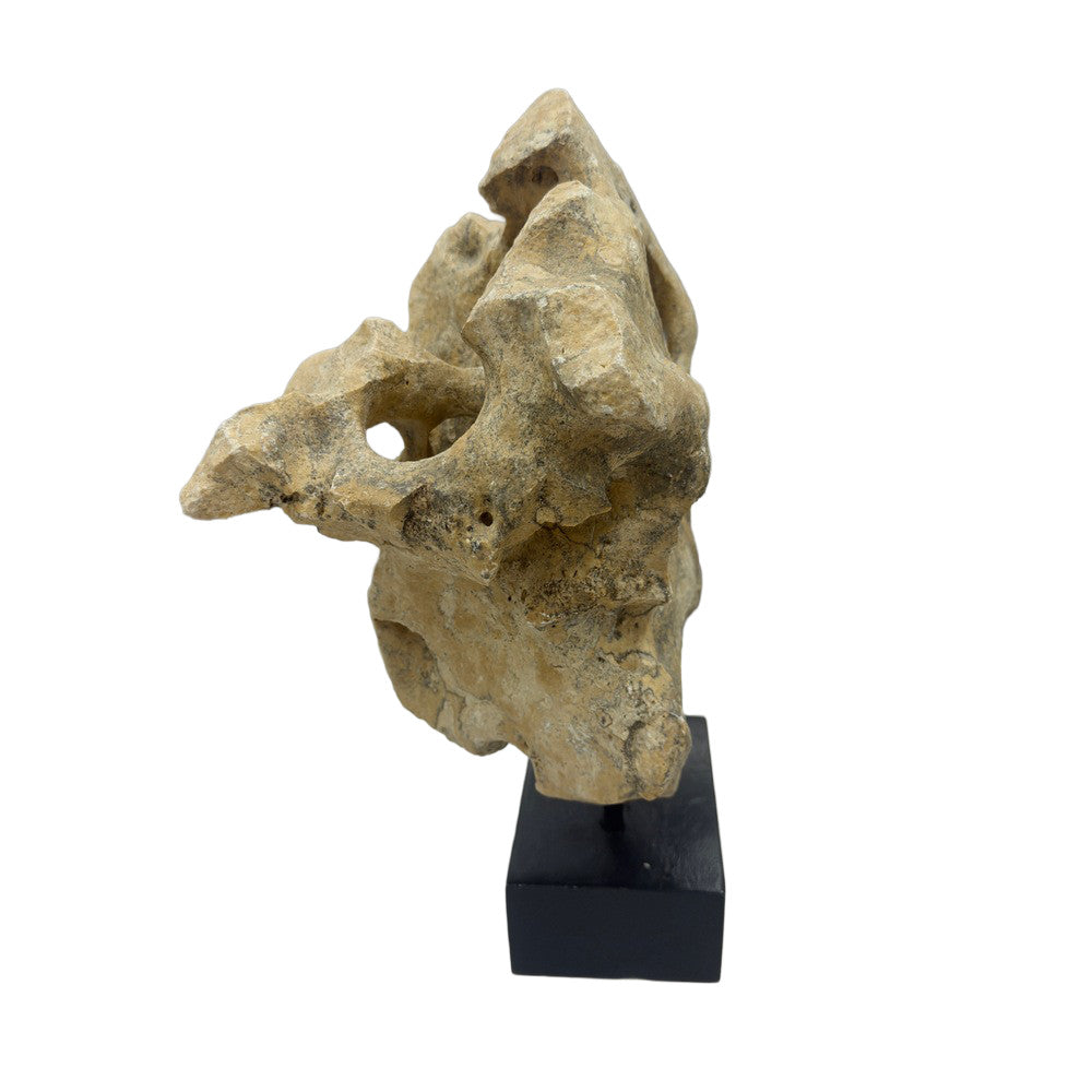 Indonesian Coral Stone On Teak Stand - Berbere Imports