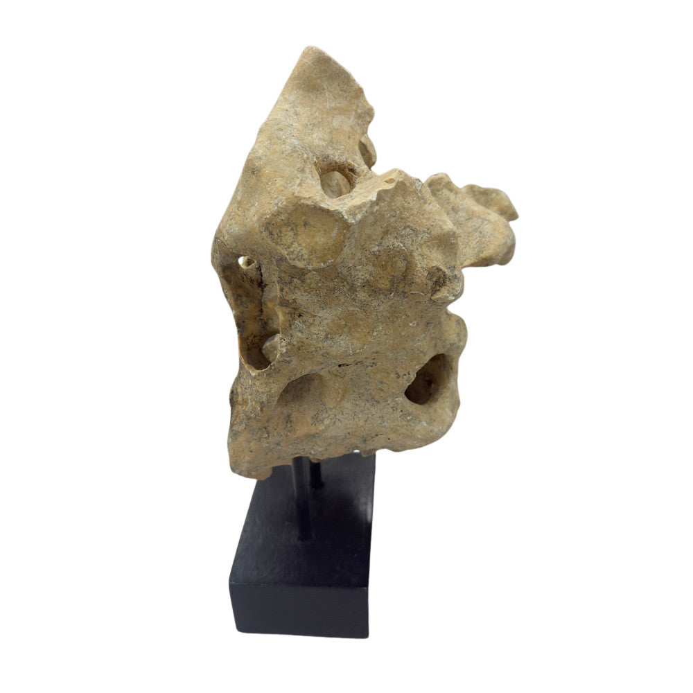 Indonesian Coral Stone On Teak Stand - Berbere Imports