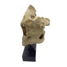 Indonesian Coral Stone On Teak Stand - Berbere Imports