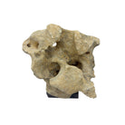 Indonesian Coral Stone On Teak Stand - Berbere Imports