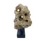 Indonesian Coral Stone On Teak Stand - Berbere Imports