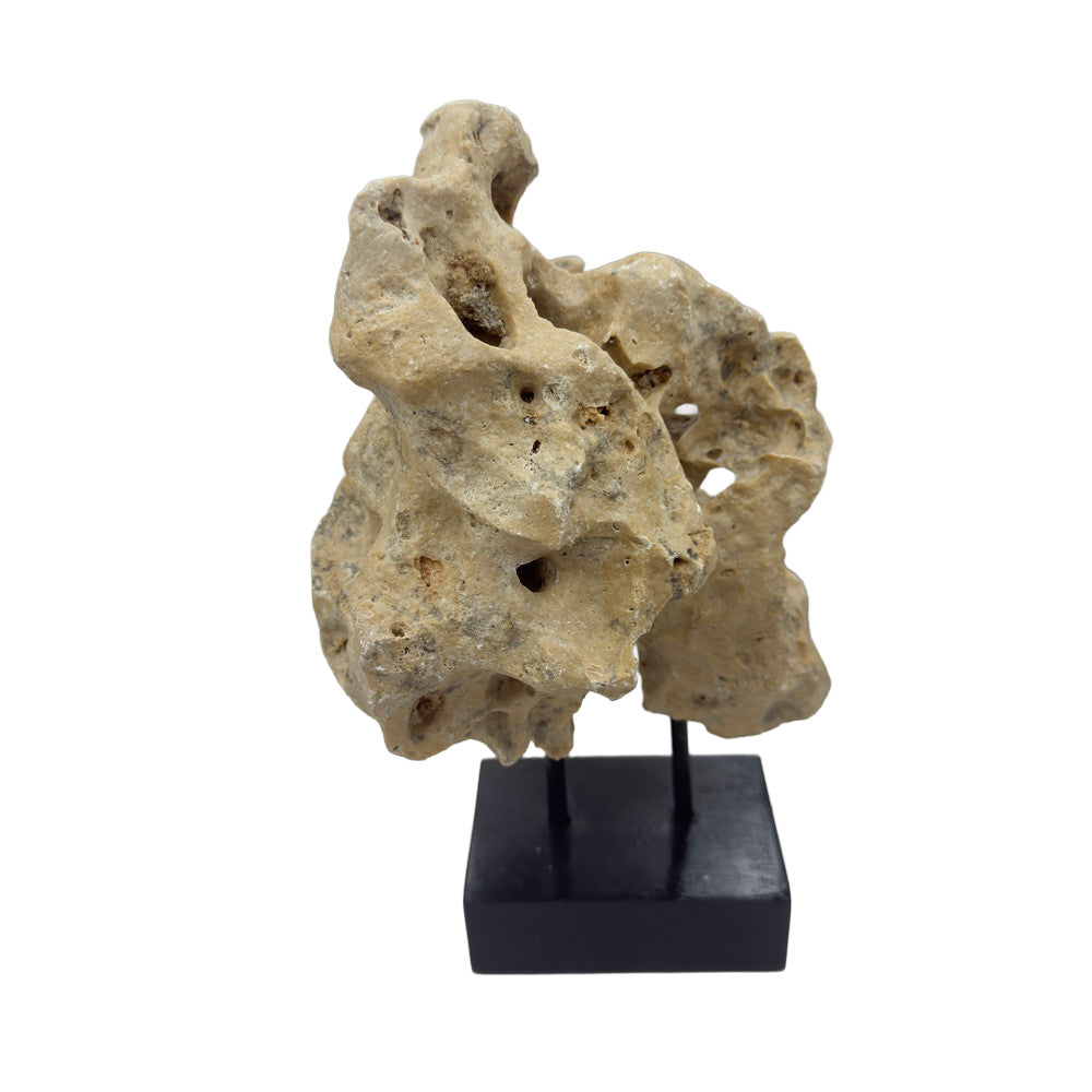 Indonesian Coral Stone On Teak Stand - Berbere Imports