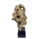 Indonesian Coral Stone On Teak Stand - Berbere Imports