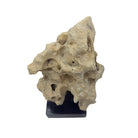 Indonesian Coral Stone On Teak Stand - Berbere Imports