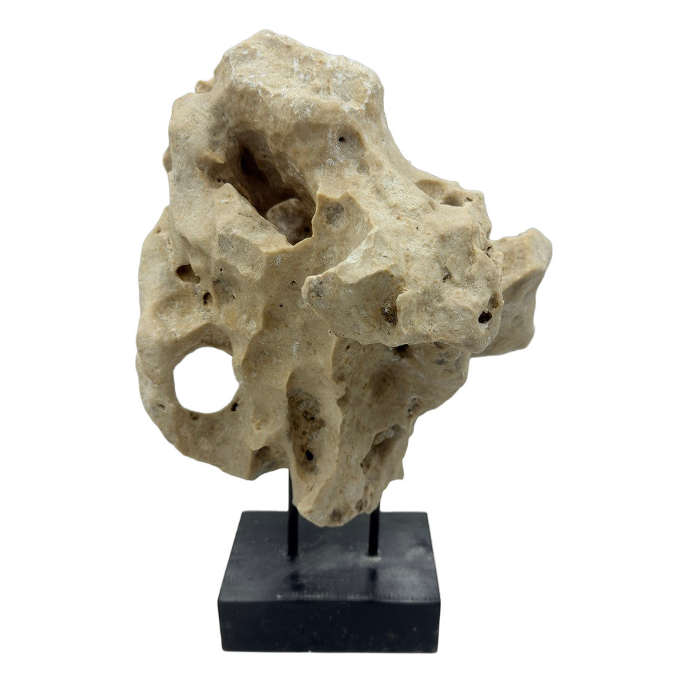 Indonesian Coral Stone On Teak Stand - Berbere Imports