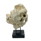 Indonesian Coral Stone On Teak Stand - Berbere Imports