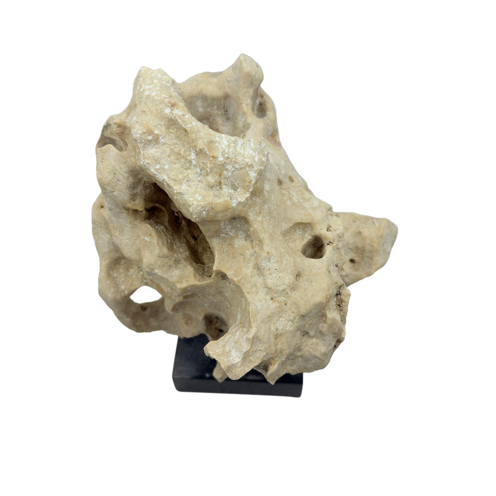 Indonesian Coral Stone On Teak Stand - Berbere Imports