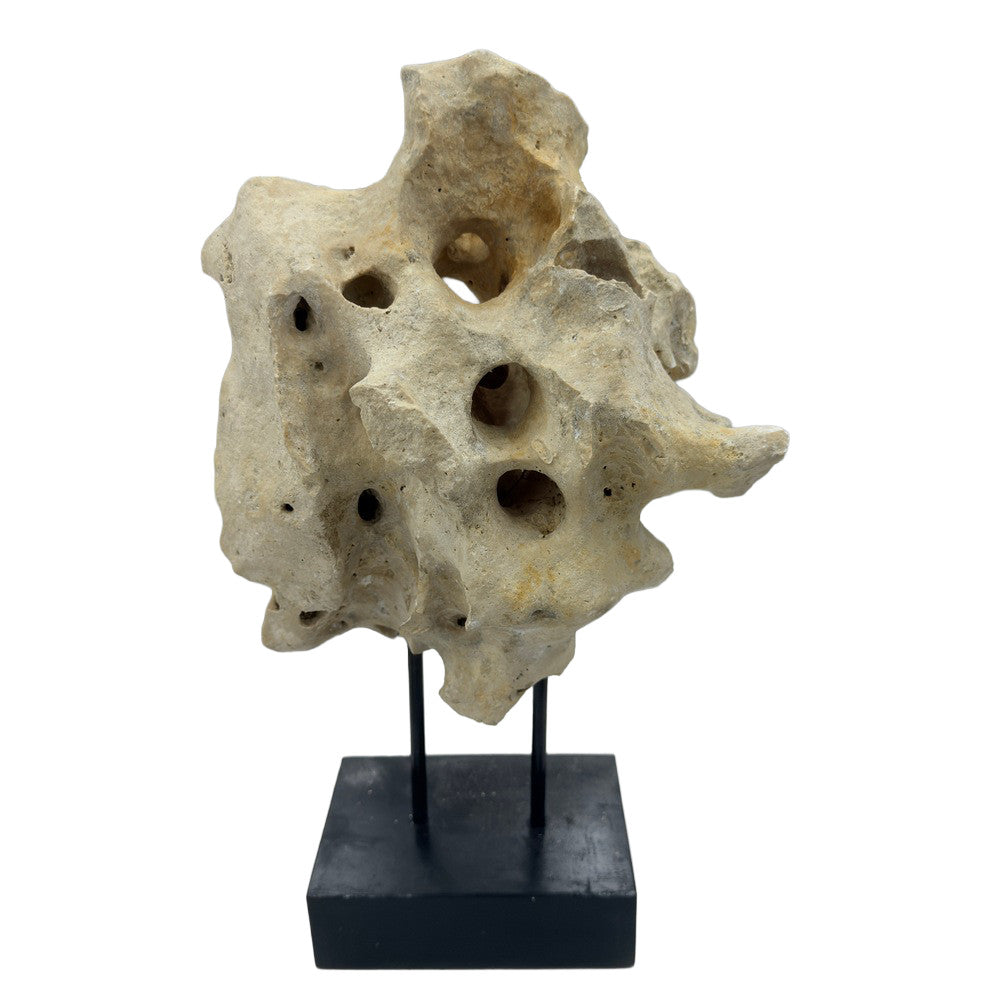 Indonesian Coral Stone On Teak Stand - Berbere Imports