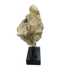 Indonesian Coral Stone On Teak Stand - Berbere Imports