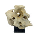 Indonesian Coral Stone On Teak Stand - Berbere Imports