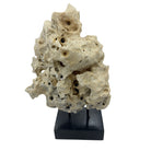 Indonesian Coral Stone On Teak Stand - Berbere Imports