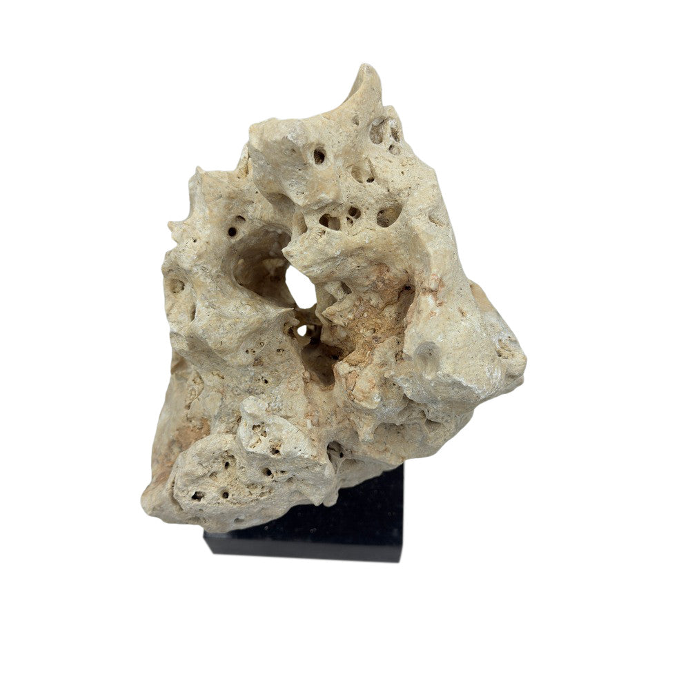 Indonesian Coral Stone On Teak Stand - Berbere Imports