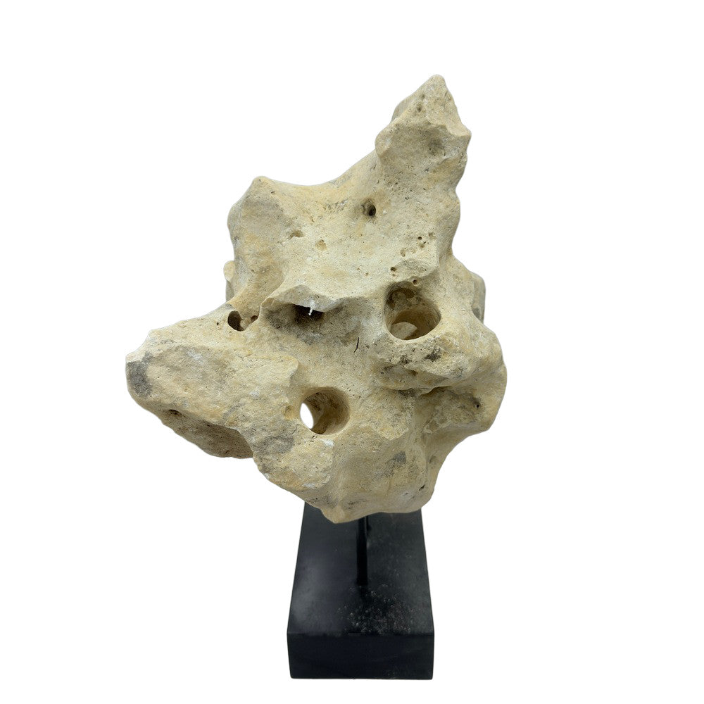 Indonesian Coral Stone On Teak Stand - Berbere Imports