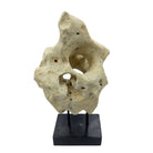 Indonesian Coral Stone On Teak Stand - Berbere Imports