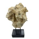 Indonesian Coral Stone On Teak Stand - Berbere Imports