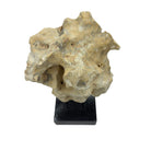 Indonesian Coral Stone On Teak Stand - Berbere Imports