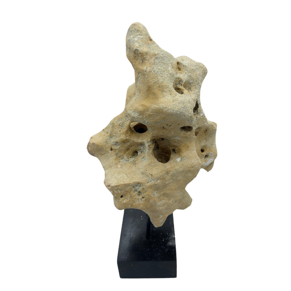 Indonesian Coral Stone On Teak Stand - Berbere Imports