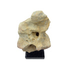 Indonesian Coral Stone On Teak Stand - Berbere Imports