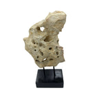 Indonesian Coral Stone On Teak Stand - Berbere Imports