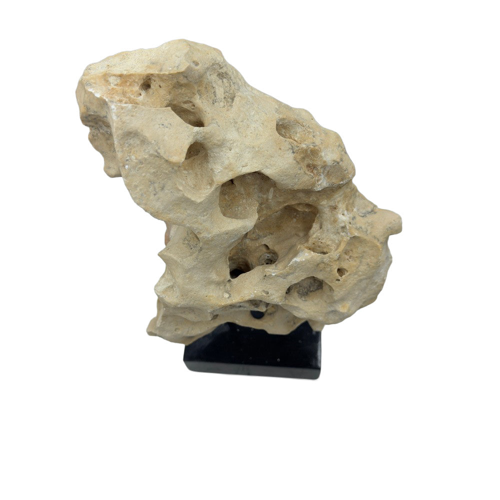 Indonesian Coral Stone On Teak Stand - Berbere Imports