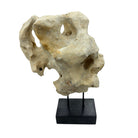 Indonesian Coral Stone On Teak Stand - Berbere Imports