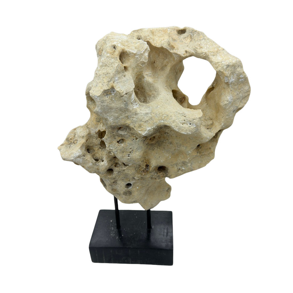 Indonesian Coral Stone On Teak Stand - Berbere Imports